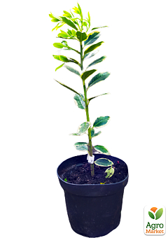 Падуб альтакларенский 3-х летний "Бельгика Ауреа"(Ilex x altaclerensis "Belgica Aurea") С2, высота 35-60см5