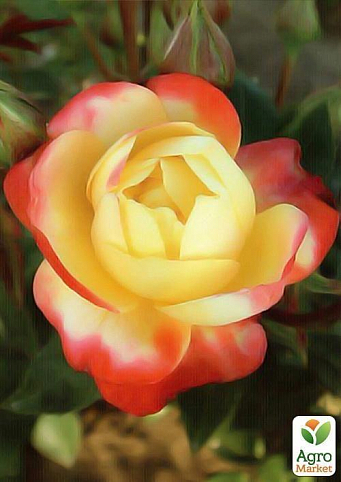 Троянда флорибунда "Нью Стар"