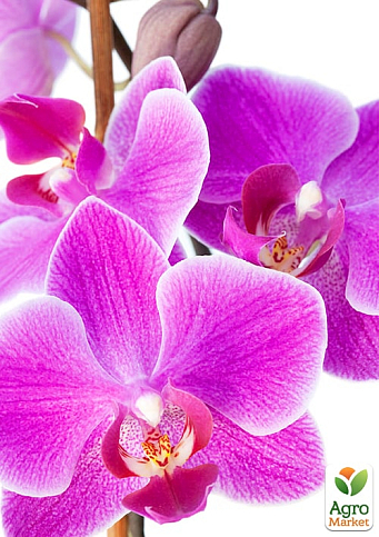 Орхидея (Phalaenopsis) "Cascade Lilac" - фото 2