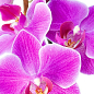 Орхідея (Phalaenopsis) "Cascade Lilac" купить