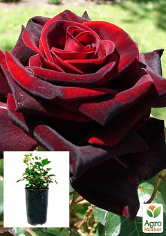 Троянда в контейнері чайно-гібридна "Чорна магія" (саджанець класу АА+) 1
