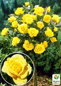 Роза штамбовая "Landora" (саженец класса АА+) высший сорт1
