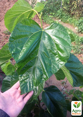 Шовковиця щеплена великоплідна «Королівська» (великолиста, літній сорт, середній термін дозрівання) - фото 4