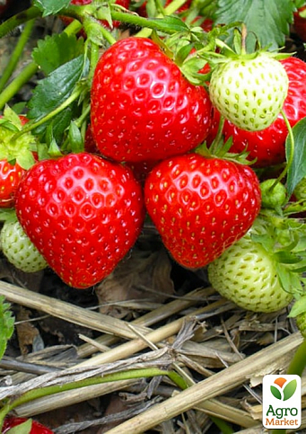 Ексклюзив! Полуниця яскраво-червона "Світ Чарлі" (Sweet Charlie) (преміальний великоплідний сорт, раннього терміну дозрівання)