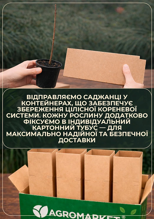 Эводия 2-х летняя "Генри" медоносная 
