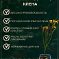 Клен варієгатний японський «Butterfly» купить