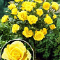 Роза штамбовая "Landora" (саженец класса АА+) высший сорт