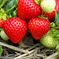 Ексклюзив! Полуниця яскраво-червона "Світ Чарлі" (Sweet Charlie) (преміальний великоплідний сорт, раннього терміну дозрівання)