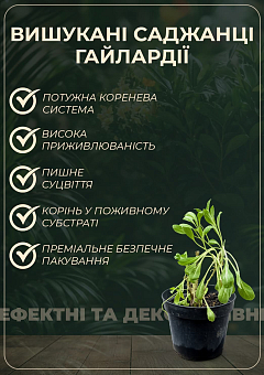 Рудбекия блестящая "Goldsturm" вазон С24