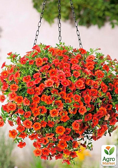Калібрахоа Calita "Double Orange"19