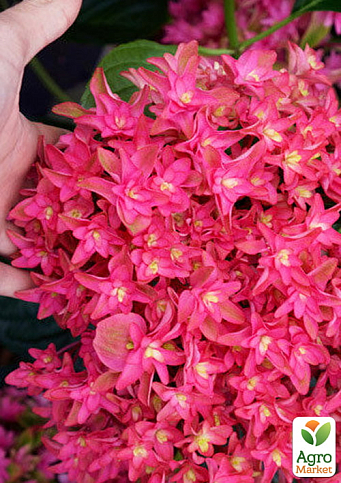 Гортензія крупнолиста "Princess Diana" (серія You&Me)