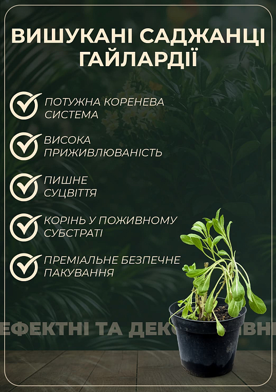 Рудбекия блестящая "Goldsturm" вазон С2