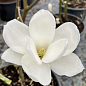 Магнолия 2-х летняя обнажённая "Double Diamond" (высота 25-35см)