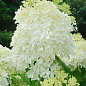 Гортензия метельчатая "Phantom" (контейнер P9)