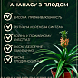 LMTD Ананас з плодом 3-х річний "Кайена" (20-40см) купить