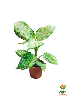 Дифенбахія (Dieffenbachia) "Tropic Snow" висота 40-60см17