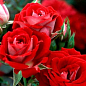 Роза мініатюрна "Majdi" (саджанець класу АА +) вищий сорт