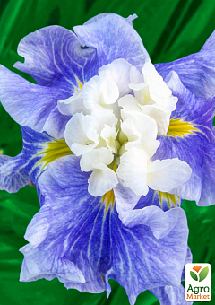 Ірис мечоподібний японський (Iris ensata) "Sugar Dome"2