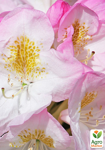 Рододендрон гибридный `Brigitte` (Бриджит) - фото 5