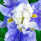 Ирис мечевидный японский (Iris ensata) "Sugar Dome" 