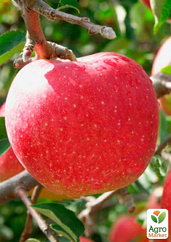 Яблуня "Секаї ши" японський сорт, найбільший у світі