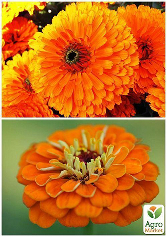 На развес Циния  георгиноцветковая "Оранжевая" ТМ "Весна" цена за 4г - фото 3