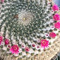 Кактус "Мамміллярія" (Mammillaria hahniana) (Нідерланди)