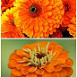 На развес Циния  георгиноцветковая "Оранжевая" ТМ "Весна" цена за 4г цена