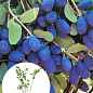 Жимолость 3х-летняя канадская "Indigo Gem" (ранняя, высокоурожайная) С2