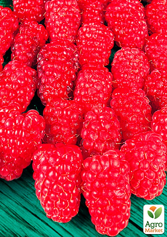 Малина "Брусвяна" (ремонтантний високоврожайний та великоплідний сорт) 1-річний саджанець - фото 2