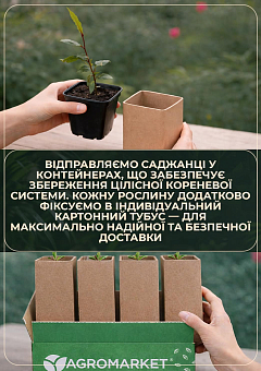 Лавр Австралійський "Pittosporum Tobira" (вічнозелений, високі декоративні якості)6