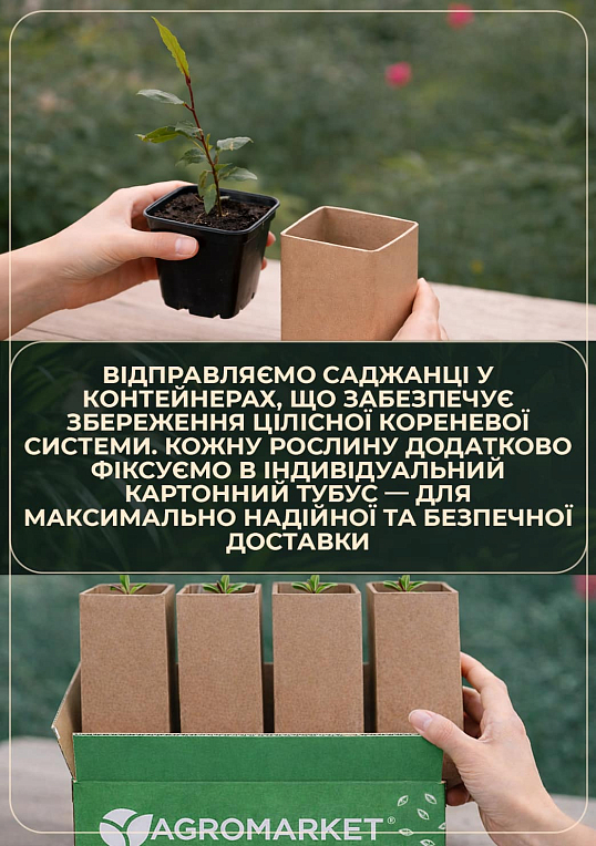 Лавр Австралийский "Pittosporum Tobira" (вечнозеленый, высокие декоративные качества) - фото 5