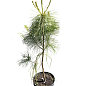 Сосна 3-х річна Кедрова "Арманда" (Pinus Armandii) C3, висота 55-75см купить