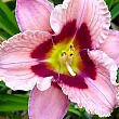 Лілійник "Orchid Candy" 1шт в упаковці купить