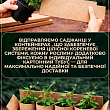 Клематис "Pamina"