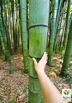 Бамбук гигантский "Phyllostachys pubescens "6