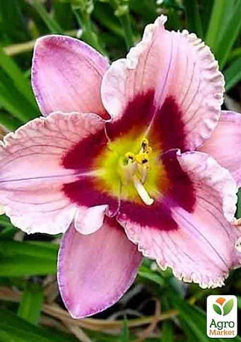 Лилейник "Orchid Candy" 1шт в упаковке - фото 2