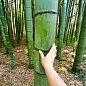 Бамбук гигантский "Phyllostachys pubescens " купить