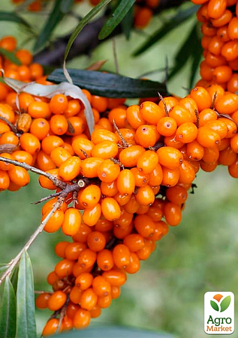 Облепиха "Жемчужница" (мальчик+девочка) комплект 2шт (средний срок созревания) - фото 2