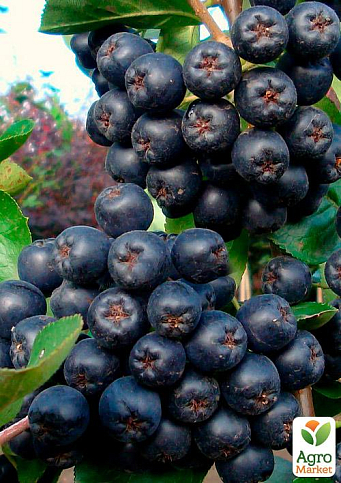 Эксклюзив! Рябина черная с сизым налетом "Смаил" (Smile) (премиальный сочный сорт)