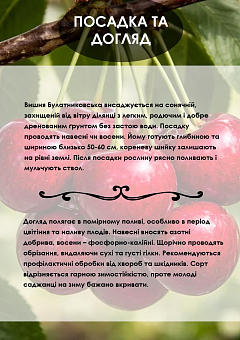 Эксклюзив! Вишня ярко-бордовая "Булатниковская" (премиальный крупноплодный сорт, неприхотливая)5