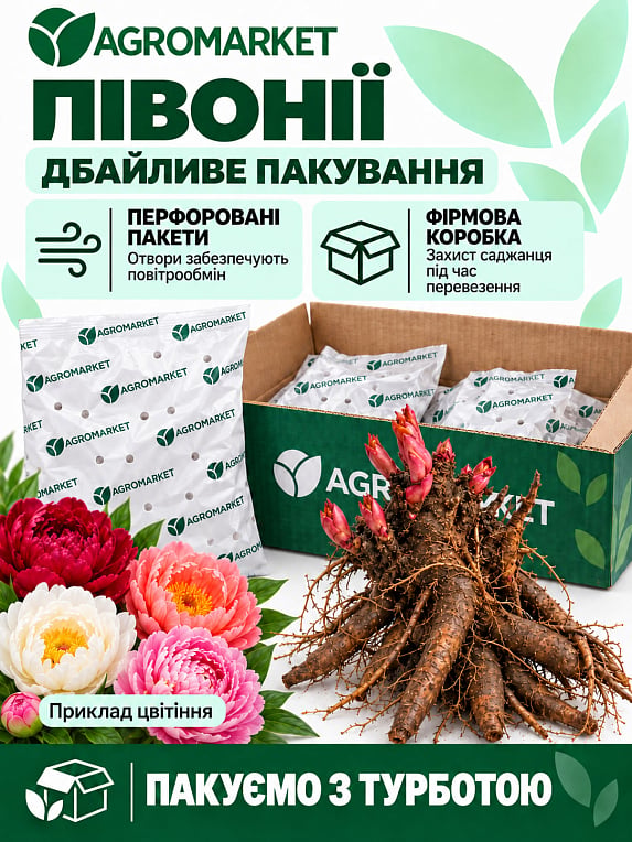 Півонія трав'яниста "Галина Уланова" 1шт в упаковці