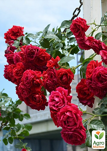 Троянда плетиста "Гранд Готель" (саджанець класу АА+) вищий сорт  - фото 2