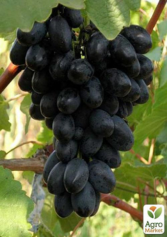 Виноград "Ромб" - фото 3