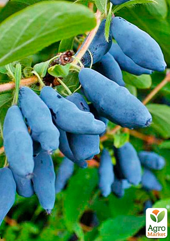 Жимолость "Синій банан" (високоурожайний, великоплідний сорт) - фото 5