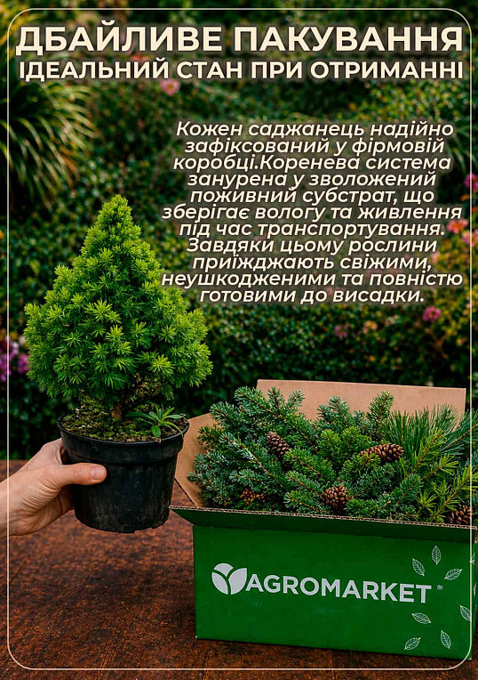 Ель 3-х летняя плакучая "Breweriana" вазон С3 высота 20-30см