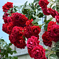 Троянда плетиста "Гранд Готель" (саджанець класу АА+) вищий сорт  купить