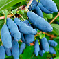 Жимолость "Синій банан" (високоурожайний, великоплідний сорт)