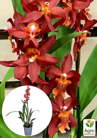 Орхідея Камбрія "Terracotta"