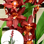 Орхидея Камбрия "Terracotta"